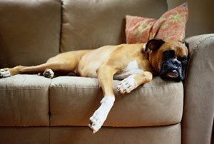 A boxer dog sleeping on a couch